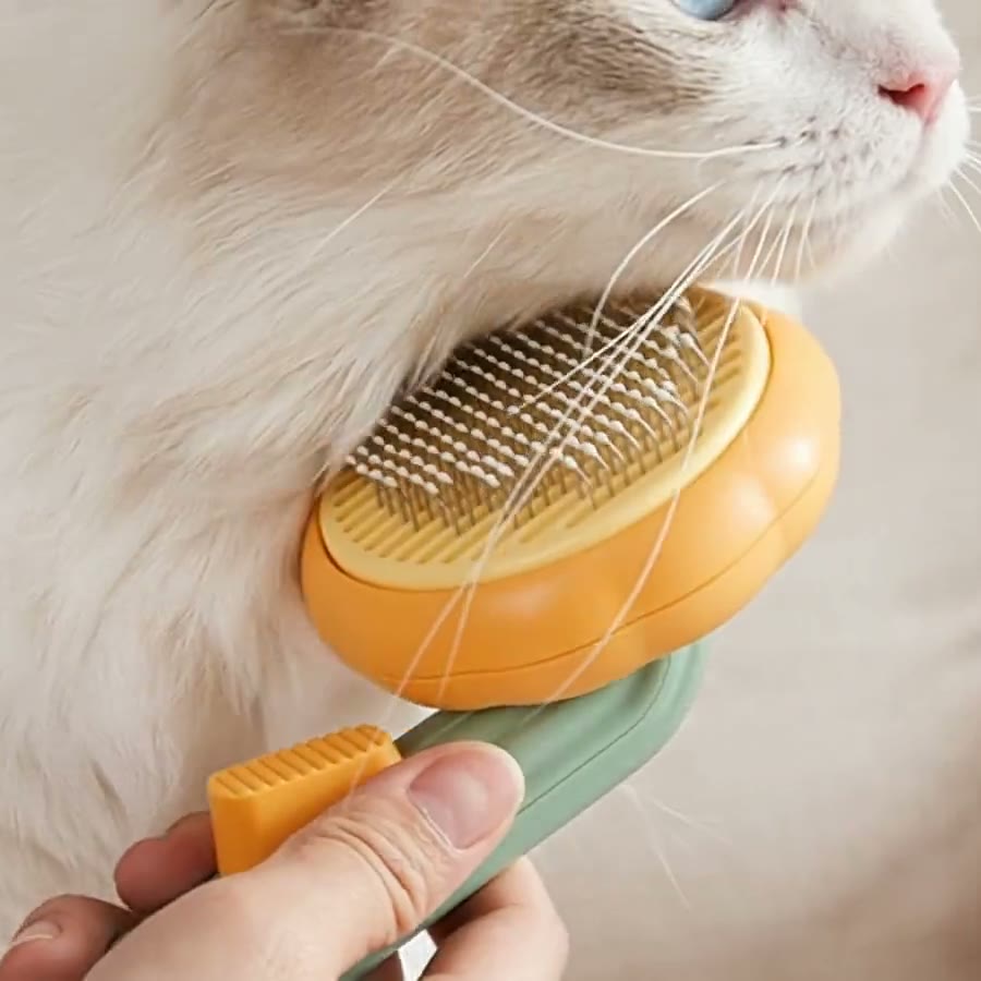 Vidéo d’illustration : un chat blanc se love contre la brosse citrouille et ferme les yeux de bien-être
